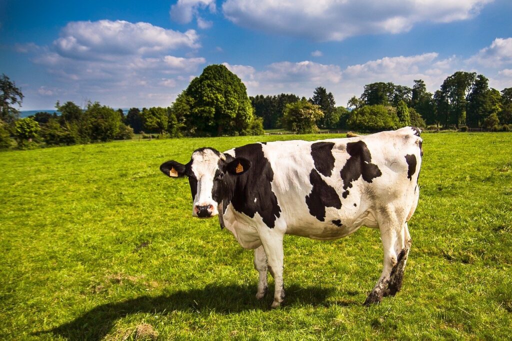 cow, landscape, grass